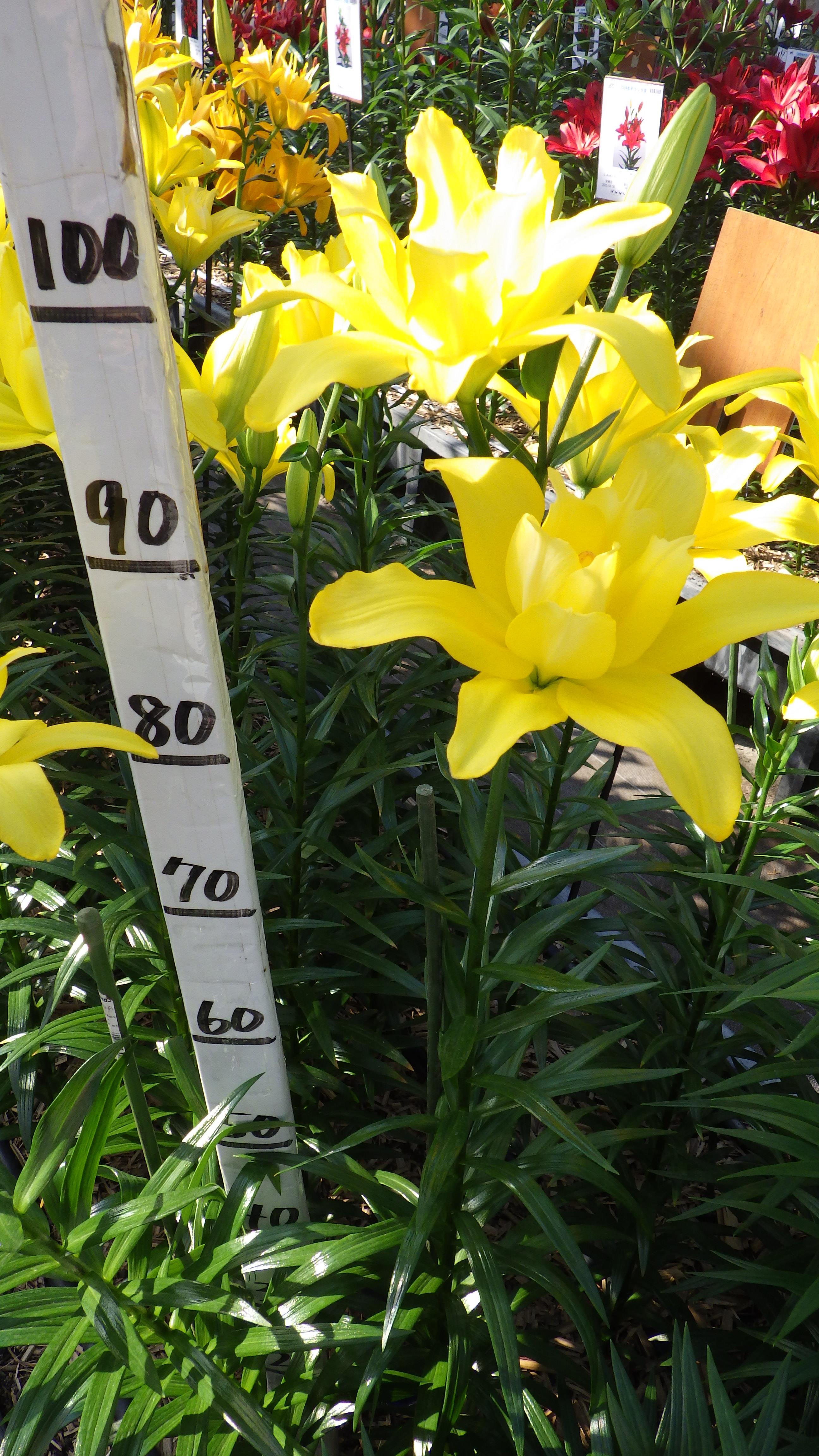 バーディ(花粉無し)(BFｳｨﾝｸﾞｽ)